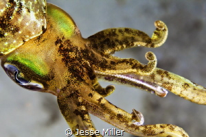 Reef Squid at Night by Jesse Miller 